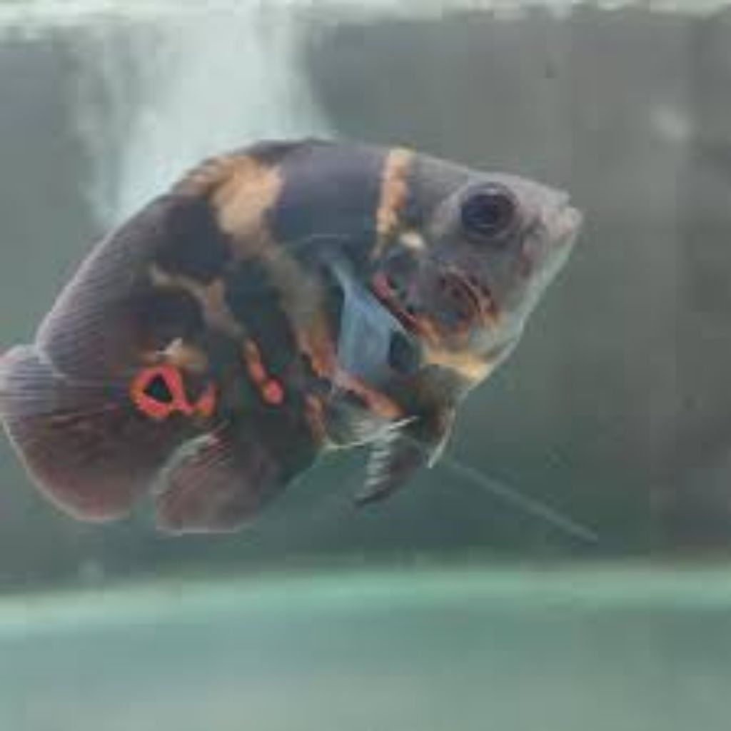 Hiasan aquarium|oscar tiger short body(COD),BERGARANSI