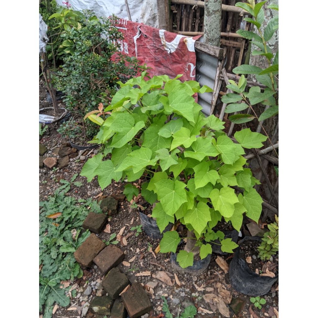 Daun jarak wangi asli obat herbal maag