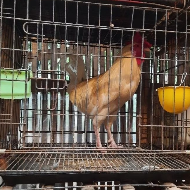 jantan ayam elba dewasa pacek elba petelur