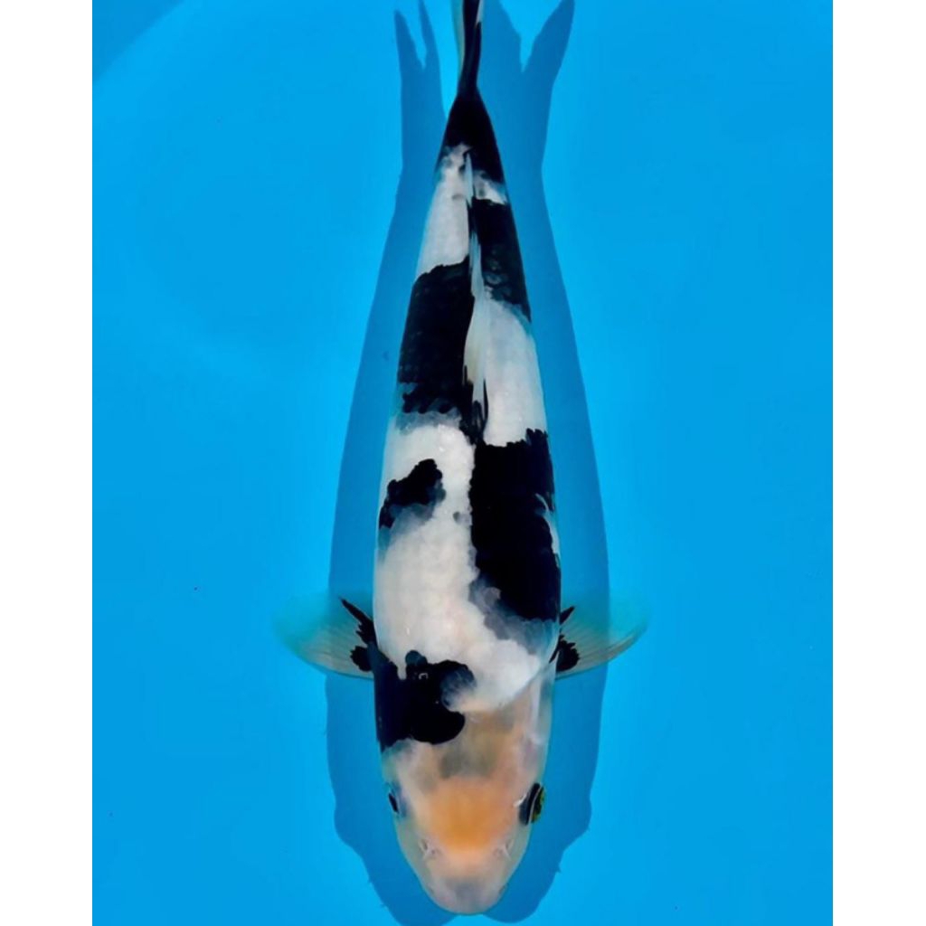 Ikan Koi Shiro 12–14 cm Bibit Koi Shiro Utsuri Sehat Aktif Koi Hias Kolam