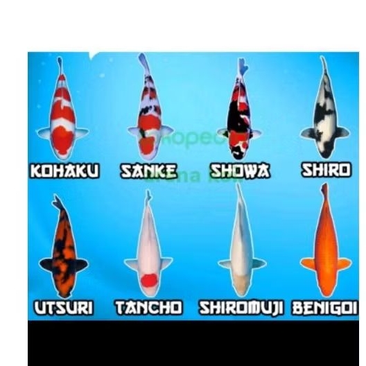paket 5 bibit koi sanke kohaku utsuri showa sz 12-14cm