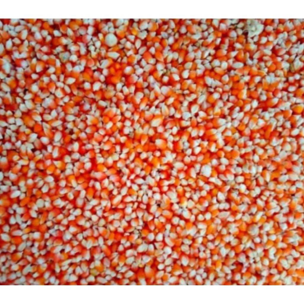 Jagung Kristal super | Pakan Merpati dan Pakan Ayam | Kemasan 1Kg