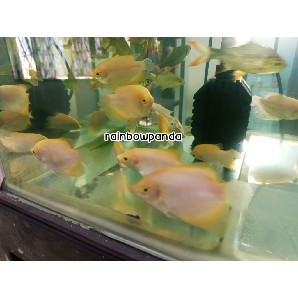 HIASAN AQUARIUM KOLAM GURAMI PADANG TANK MATE