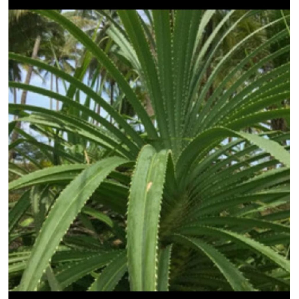 Daun pandan berduri ataw bergerigi 100%asli hasil alam 200gram