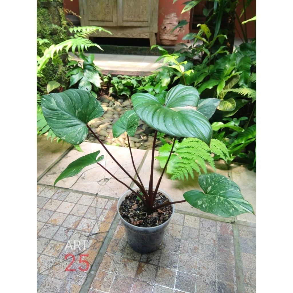 Homalomena Rubescens 'Stardust' Variegata Homa Varigata Sesuai Foto