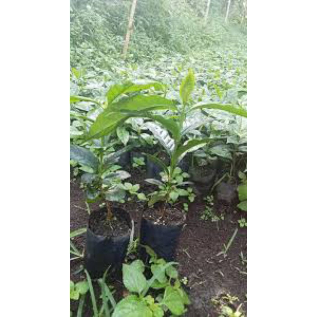 ready bibit kopi Arabika Ateng Gayo Aceh. ukuran panjang 30-35 cm isi 100 pcs