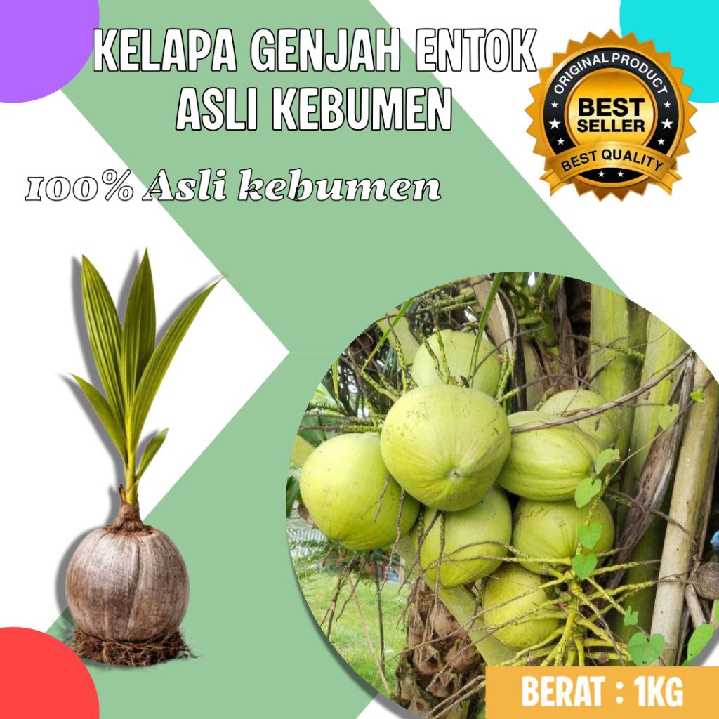 HARGA PETANI  Bibit Kelapa Pendek Entok, Bibit Kelapa Pendek Entok Genjah, Bibit Kelapa Pendek Entok