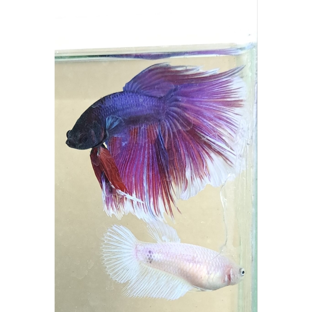 Ikan Cupang HM (HalfMoon) Lavender