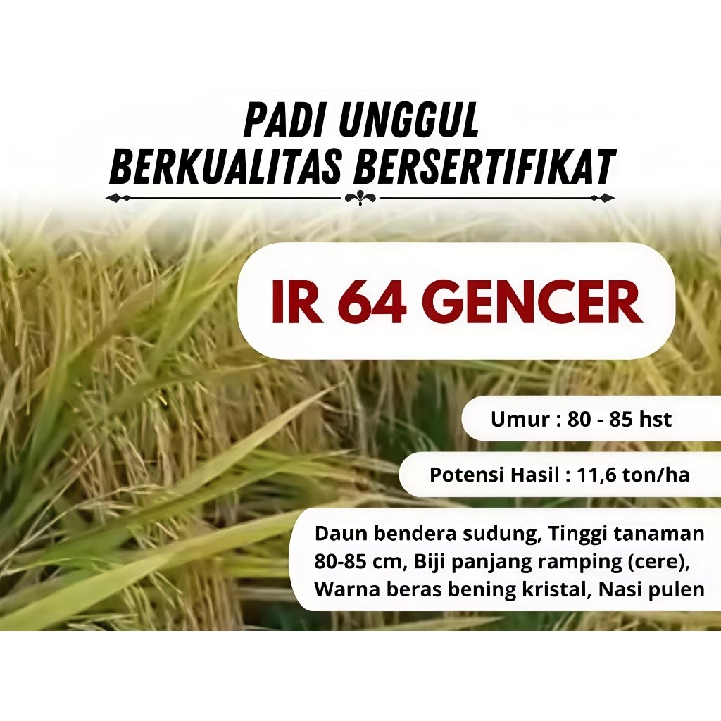 IR 64 GENCER Benih Padi Unggul kmsn 5kg
