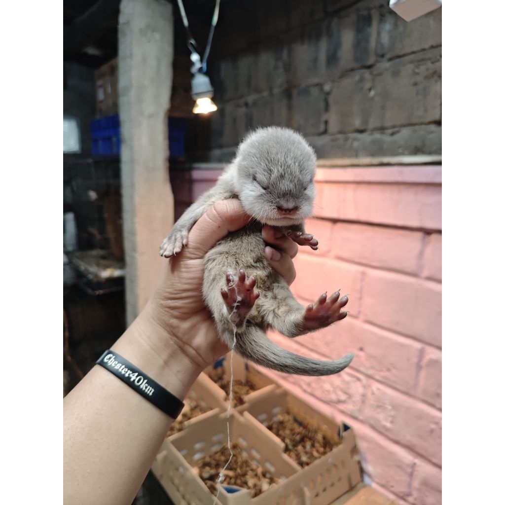 OTTER/LINSANG/BERANG" ANAKAN