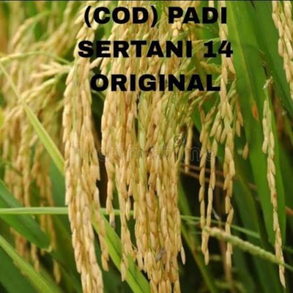 Bibit Padi Sertani 14 Unggulan