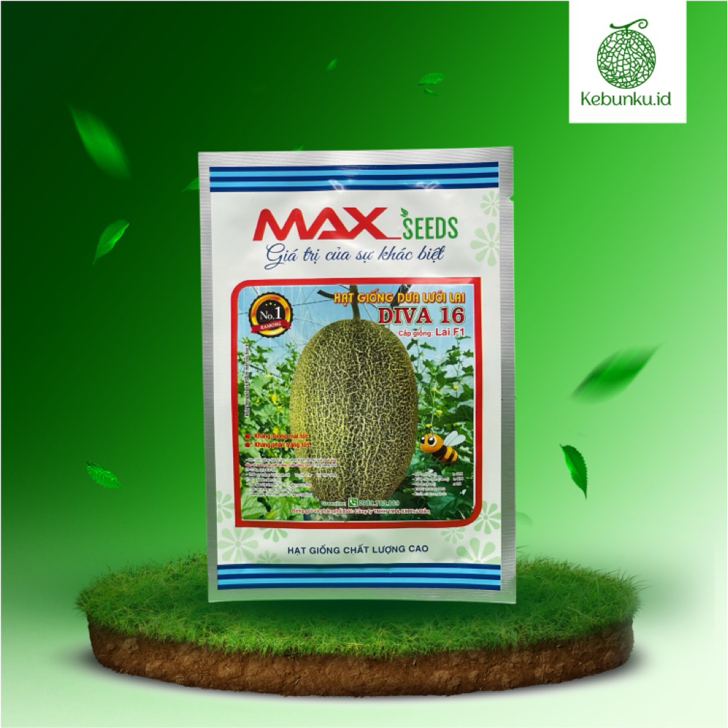 DIVA 16 || Benih Melon Premium Original F1. By Maxseeds