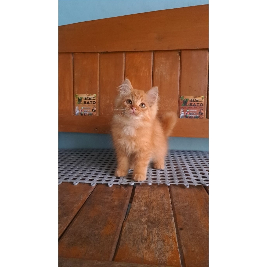 kucing persia oren lucu murah