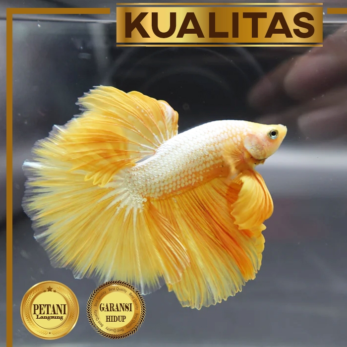 Cupang Halfmoon Yellow Dragon Jantan Hiasan Aquarium Ikan Hias Tanaman Aquascape
