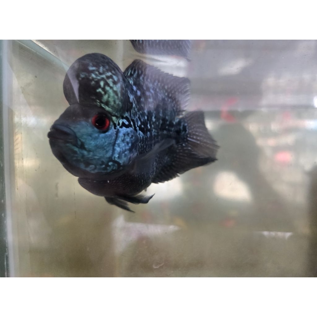 Louhan SRD Bonsai BlueBase