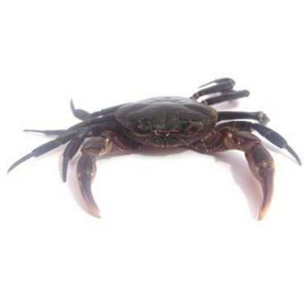 Yuyu kepiting kali Yuyu sungai per ekor