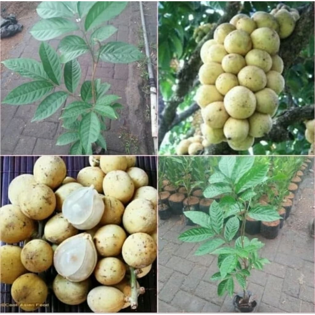 bibit tanaman buah duku lokong thailand