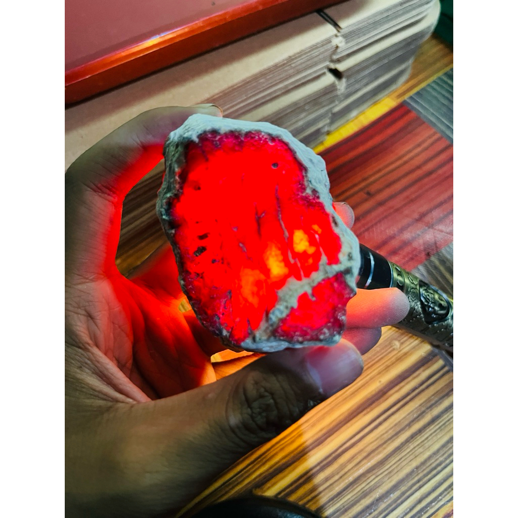 red raflesia bengkulu