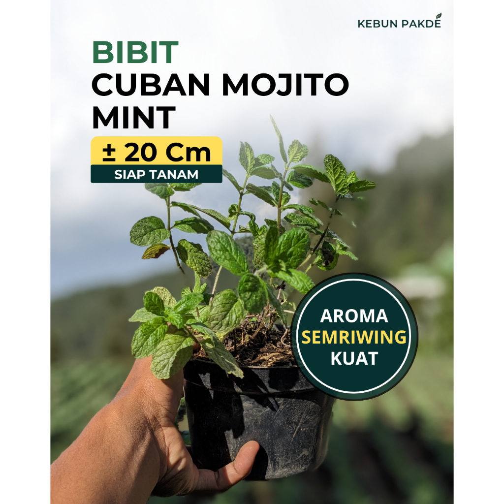 Bibit Cuban Mojito Mint | Mint Asli untuk Mojito & Minuman Segar Mudah Ditanam