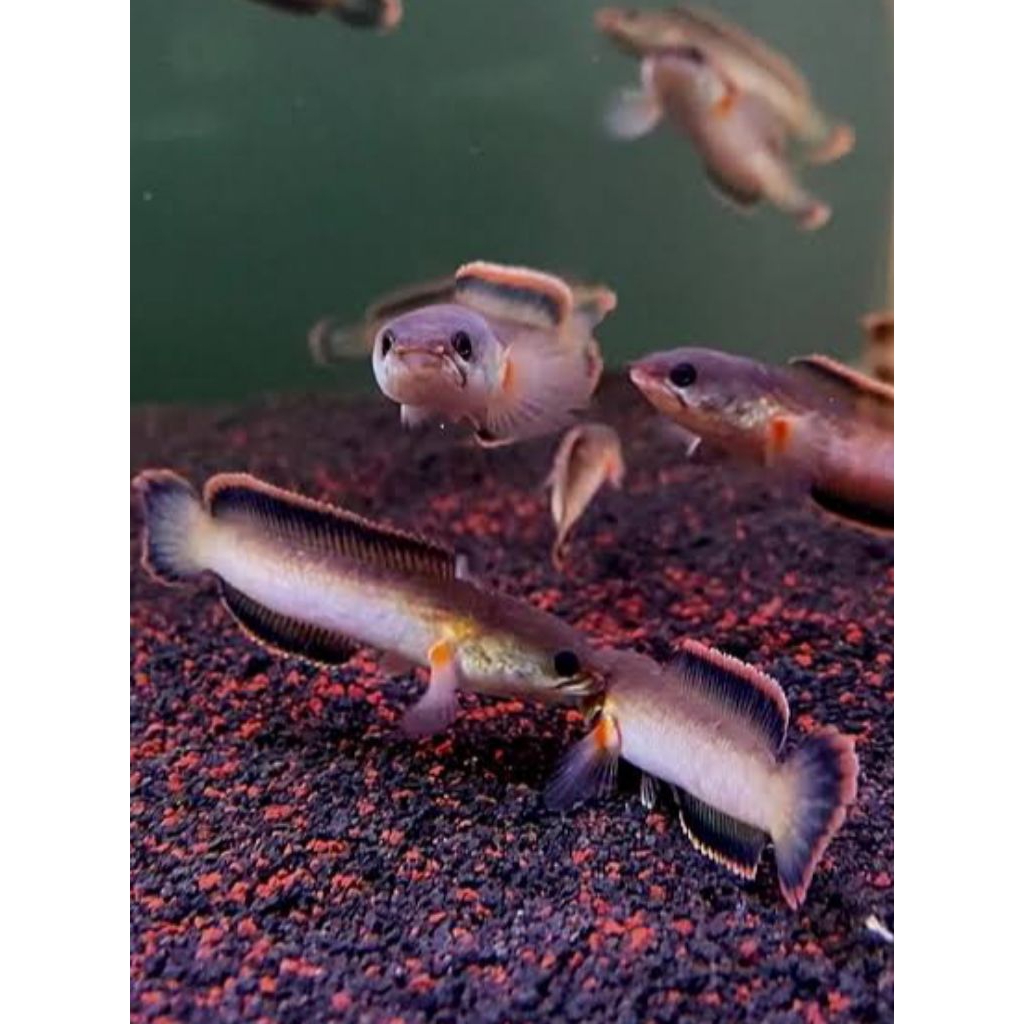 limbata golden ikan channa paket isi 3,ukuran 3-6 cm