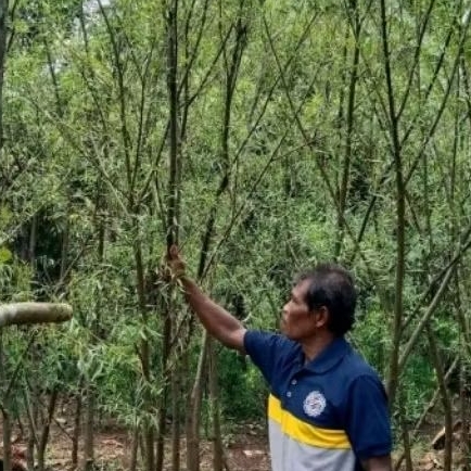 pohon liang liu.tanaman hias
