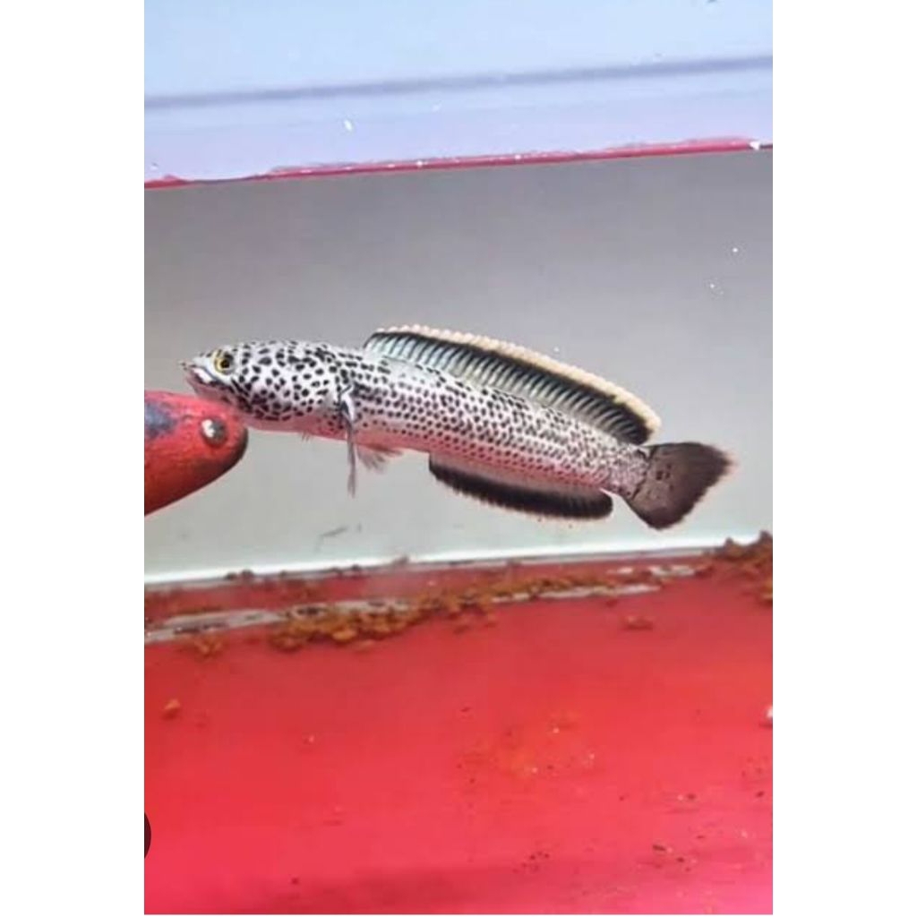 Ikan channa limbata granite 5 cm