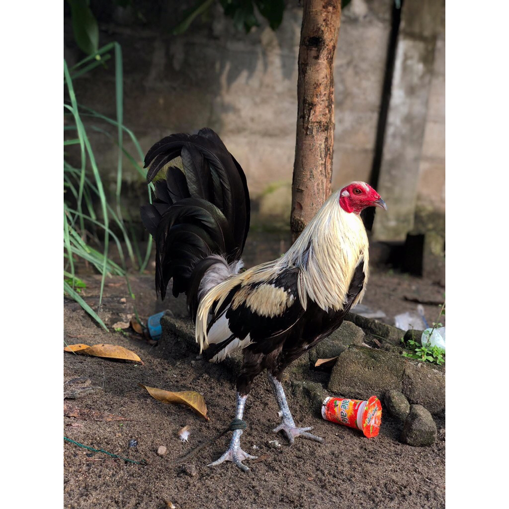 Ayam Philipin, Telur fertil 100% untuk ditetaskan