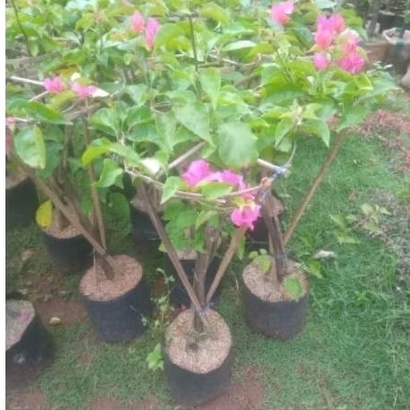 pohon bunga bugenfil. bunga fink