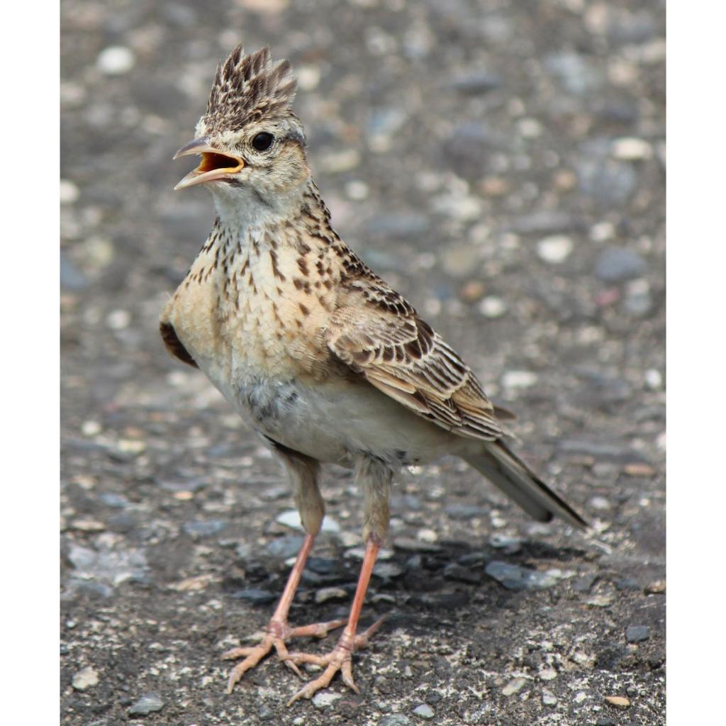 Burung Sanma Eurasia Branjangan Pilihan jantan Rajin Bunyi