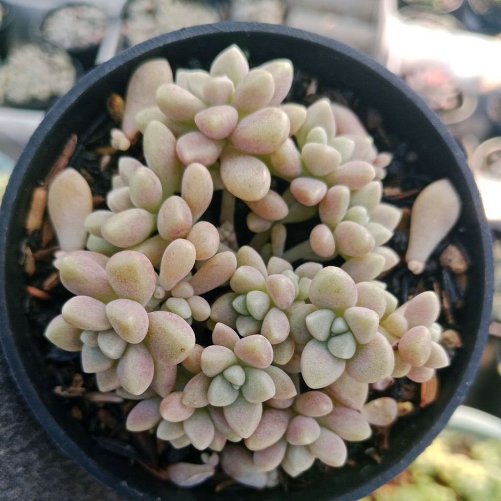 seculen mirinae
