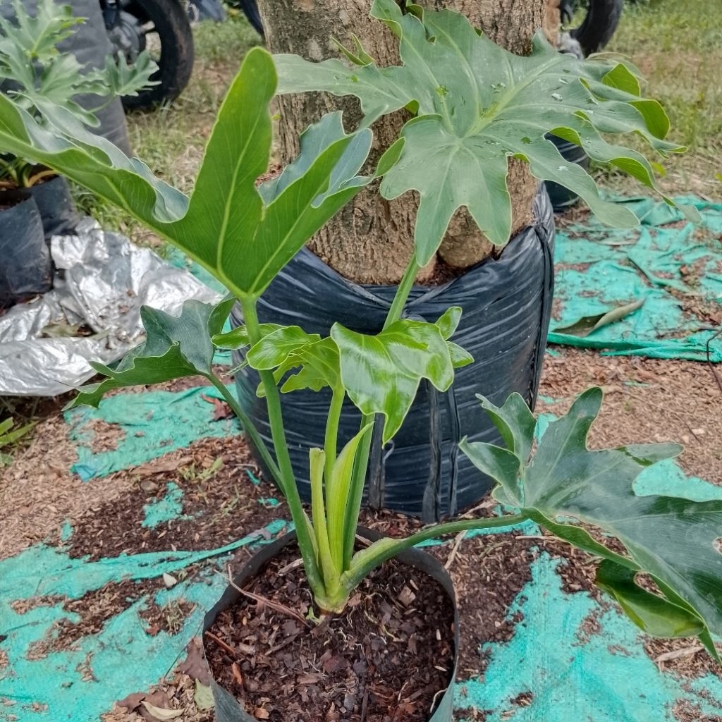 tanaman hias pilo dendron daun filo dendron