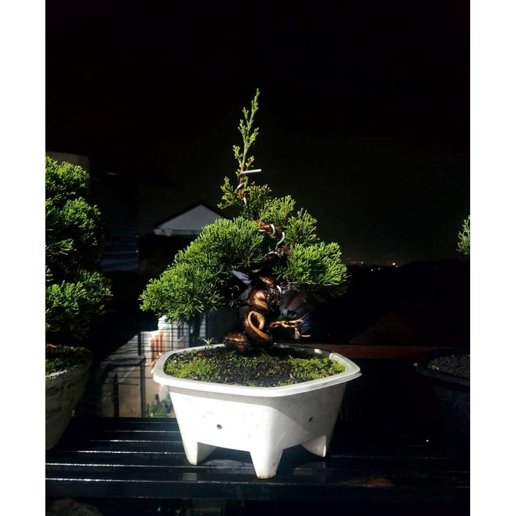 cemara sinensis