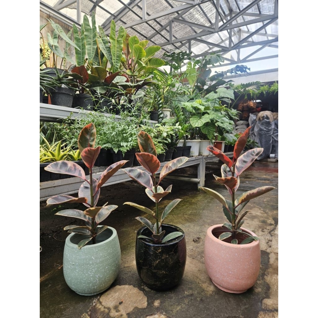 Ficus Elastica Tineke Ruby / Karet Kebo Variegata Ruby