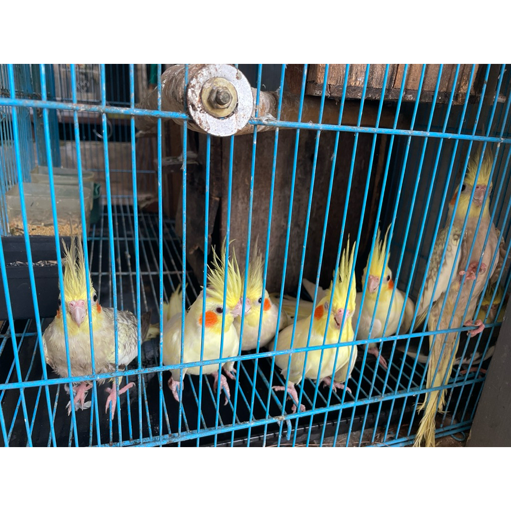 burung parkit australia falk