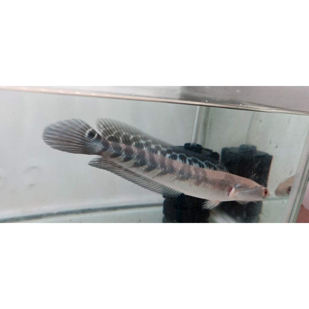 maruYSsize13-20cm
