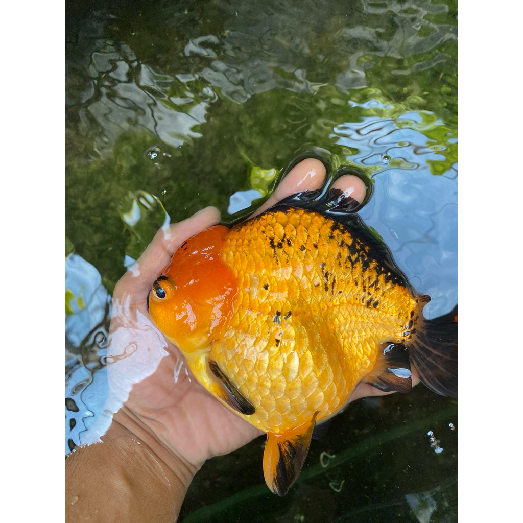 Hiasan Aquarium koki Oranda short tail