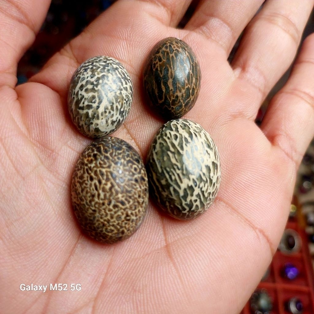 Lostune batu anti wisa asli natural cirebon / batu sedot racun natural alam