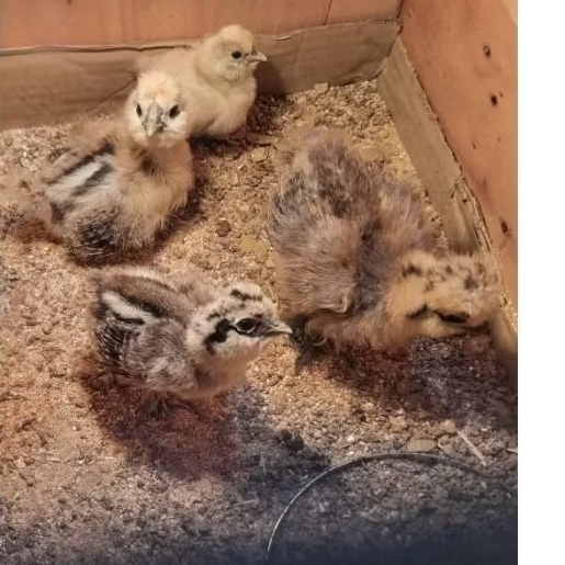 doc american silkie ayam hias silky
