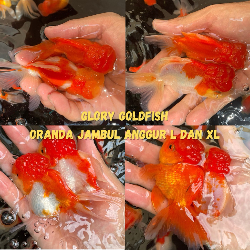 Ikan Hias Mas Koki Oranda Red White RW Merah Putih HIGH QUALITY / Ikan Mas Koki Oranda Jumbo Indukan