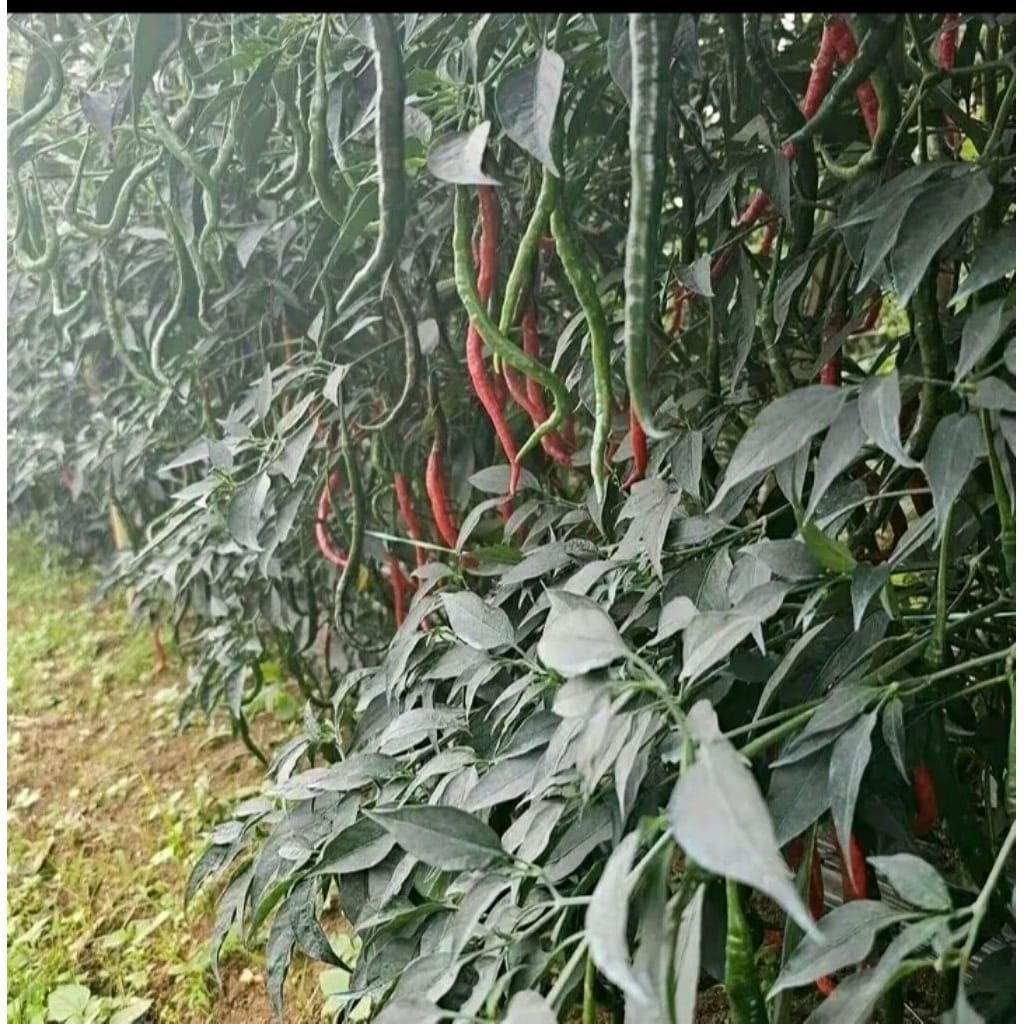best seller terlaris 10 gram Asli Benih Cabe Lokal Siboras Garansi Tumbuh