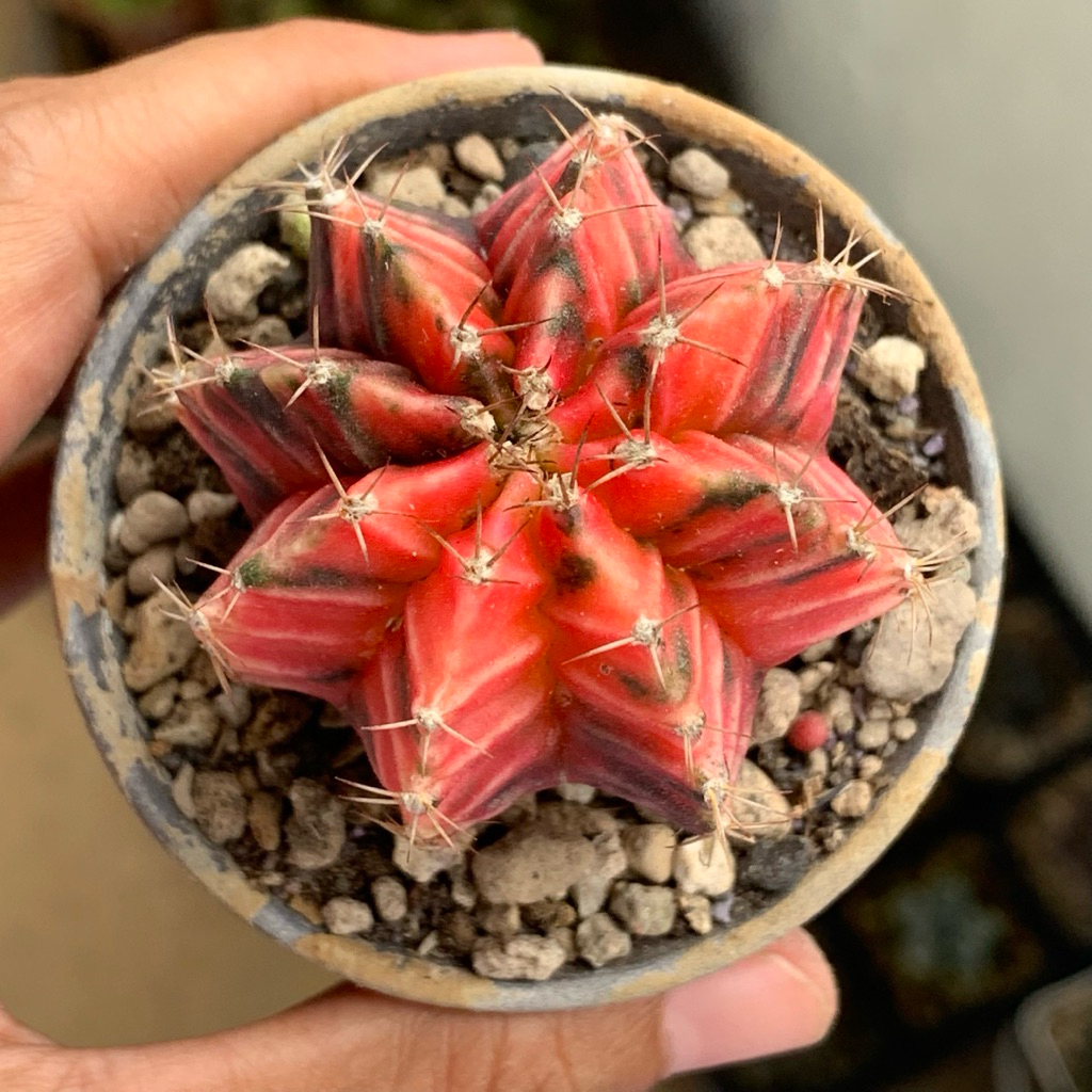 Gymnocalycium Mihanovichi Varigata ( Gymno Miha Var Kaktus )