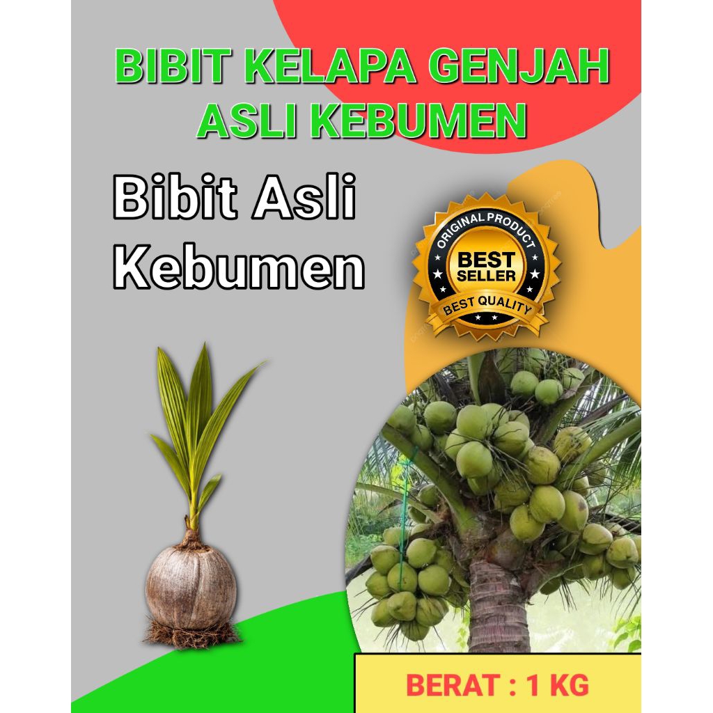 DICARI-CARI  Bibit Kelapa Pendek Entok Jumbo