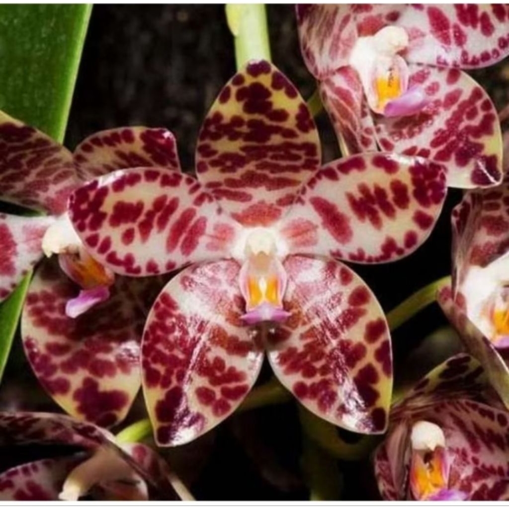 Phalaenopsis Gigantea Seed