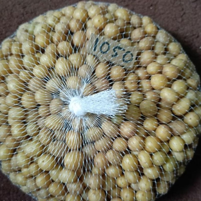 Bibit kentang g0 granola L (pilus)