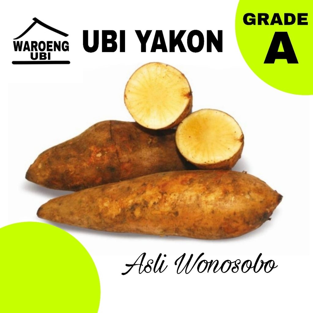 UMBI YAKON MANIS SEGAR/UBI YAKON KUALITAS SUPER MANIS SEGAR ISI 2-3 GRADE A