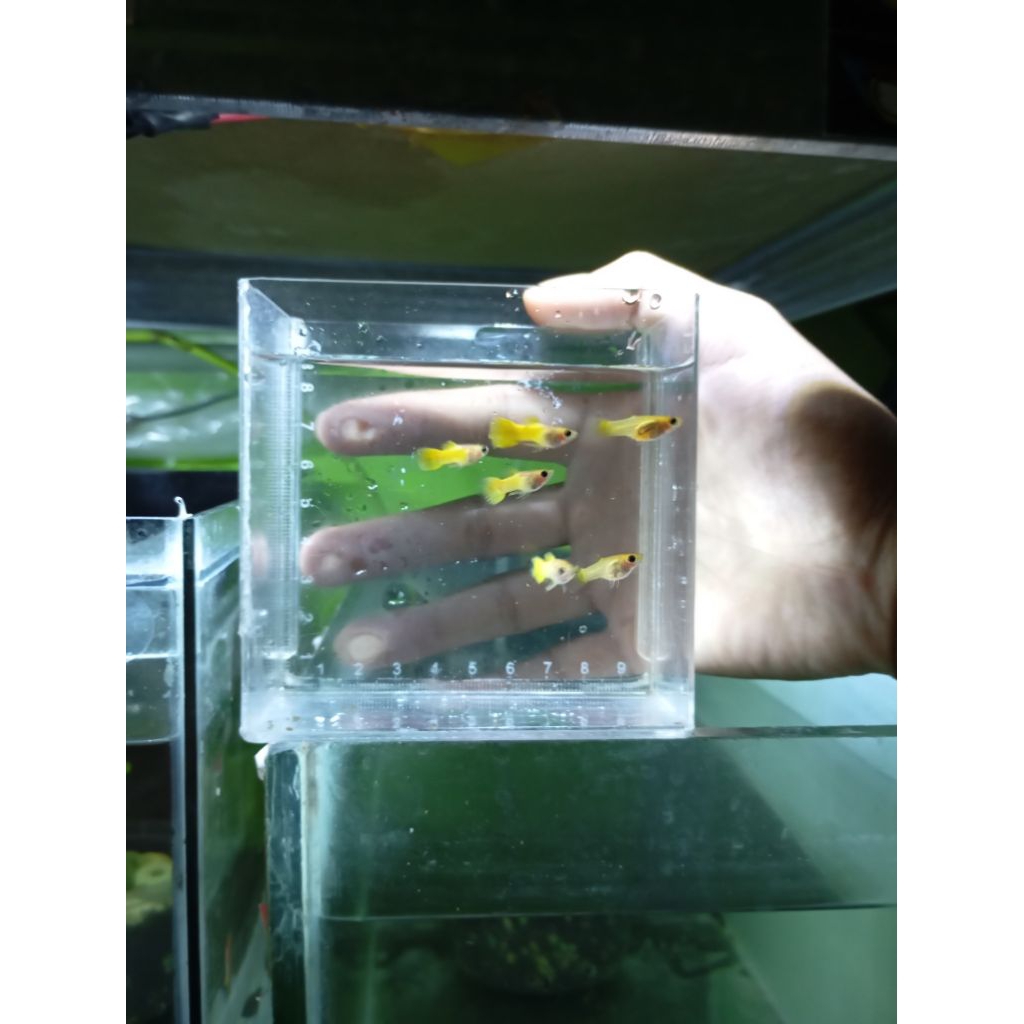 guppyYellowShortBody GB hiasanakuarium