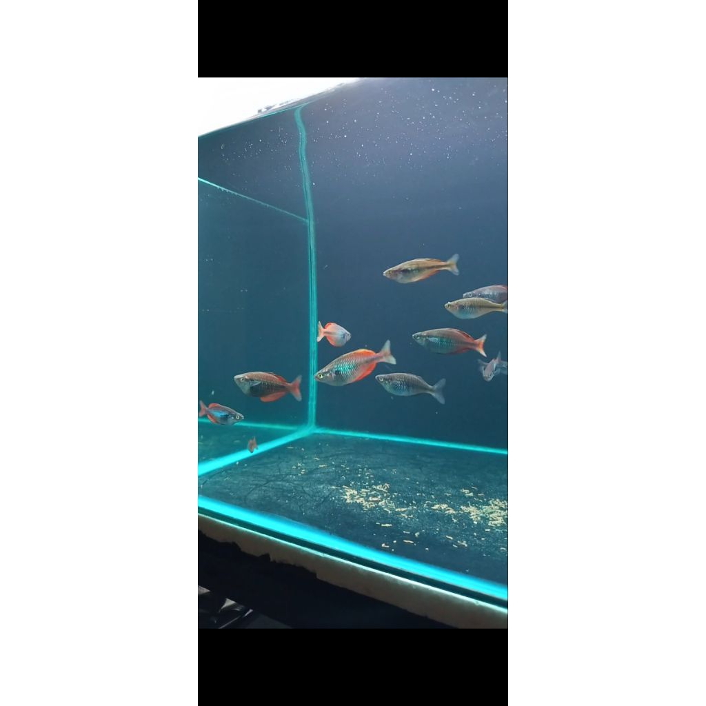ikan rainbow parva kurumoi size 4-6cm dominan warna