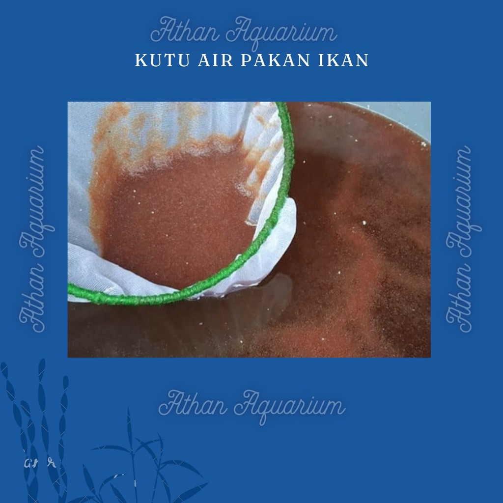 Kutu air pakan ikan cupang/pakan ikan hias/pakan ikan guppy, pakan burayak