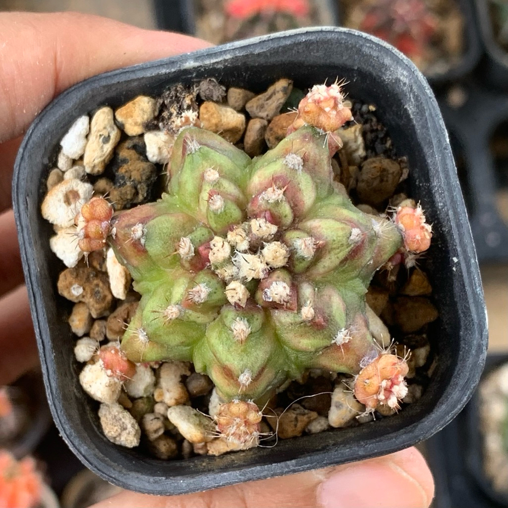 Gymnocalycium Daydream x Trex Kaktus gymno day dream miha mihanovichii hybrid tseries tganks tanaman