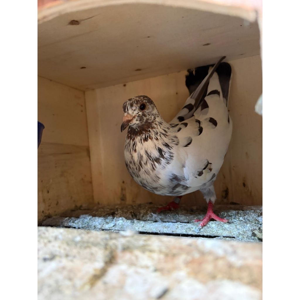 Merpati Betina Siap Jodoh (Khusus Bandung)
